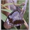 Papilio dardanus - Suedafrika - wien-a 01.jpg